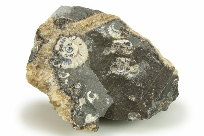 Ammonite (Promicroceras) Cluster - Marston Magna, England #282007